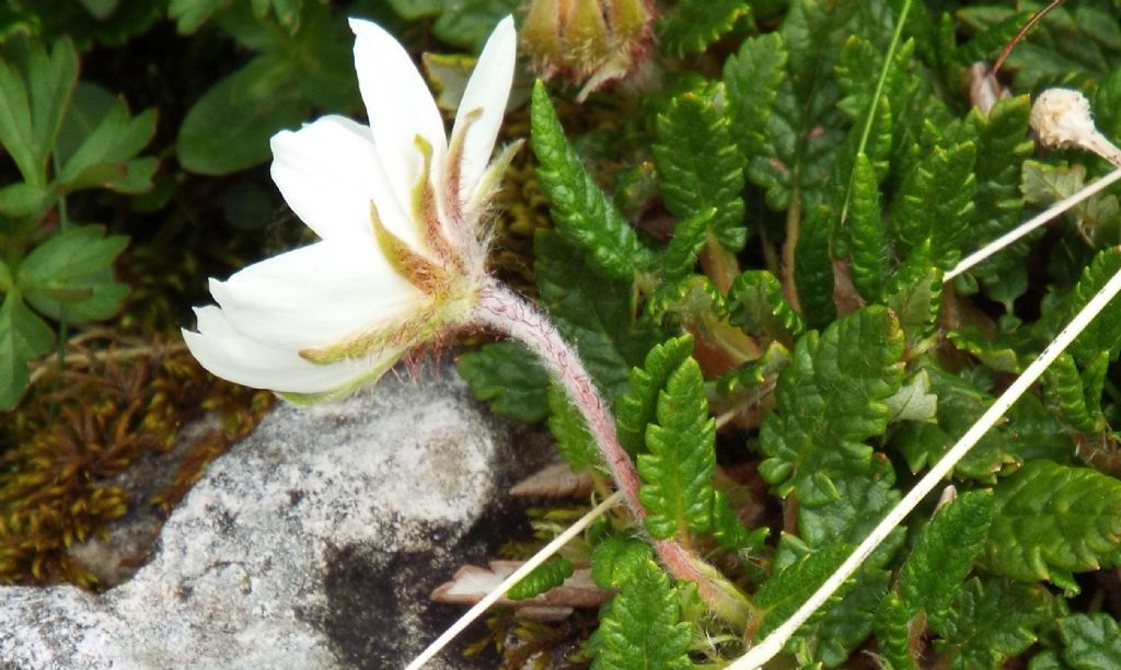 Sono Anemoni?  No, Dryas octopetala / Camedrio alpino (Rosaceae)