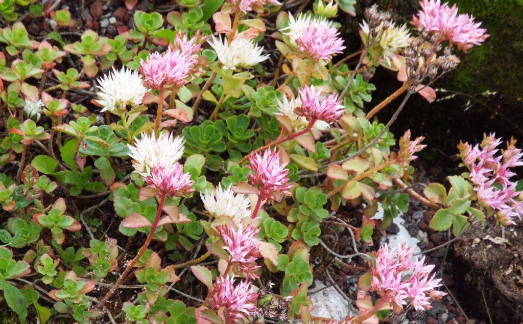 cv di Sedum spurium (= Phedimus spurius),   Crassulaceae