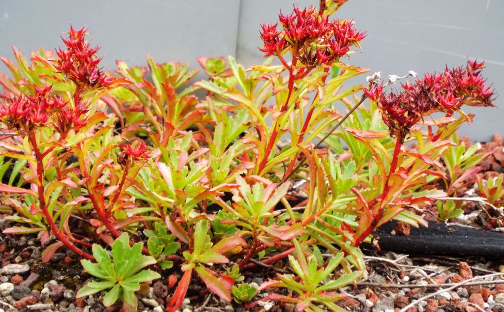 cv di Sedum spurium (= Phedimus spurius),   Crassulaceae