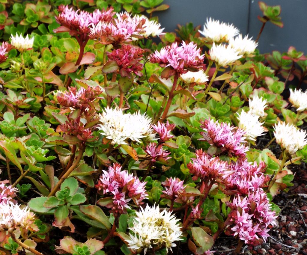 cv di Sedum spurium (= Phedimus spurius),   Crassulaceae