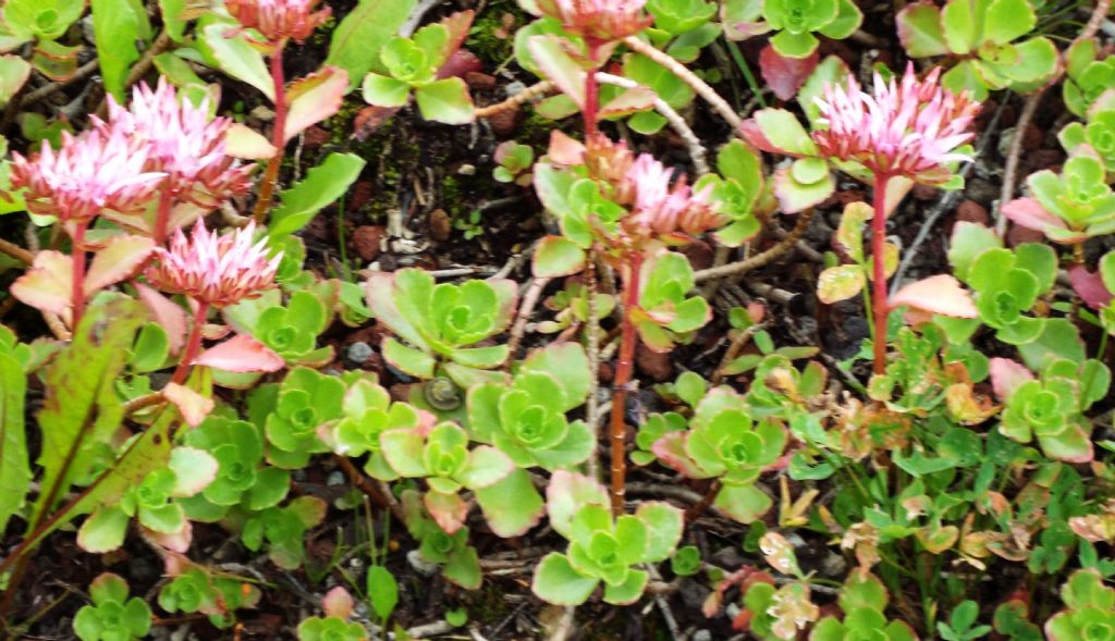 cv di Sedum spurium (= Phedimus spurius),   Crassulaceae