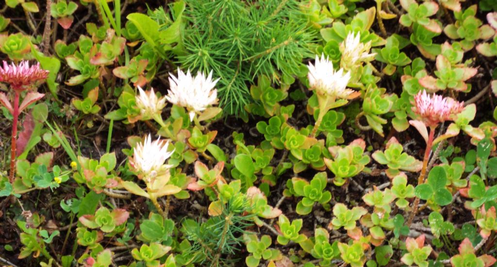 cv di Sedum spurium (= Phedimus spurius),   Crassulaceae