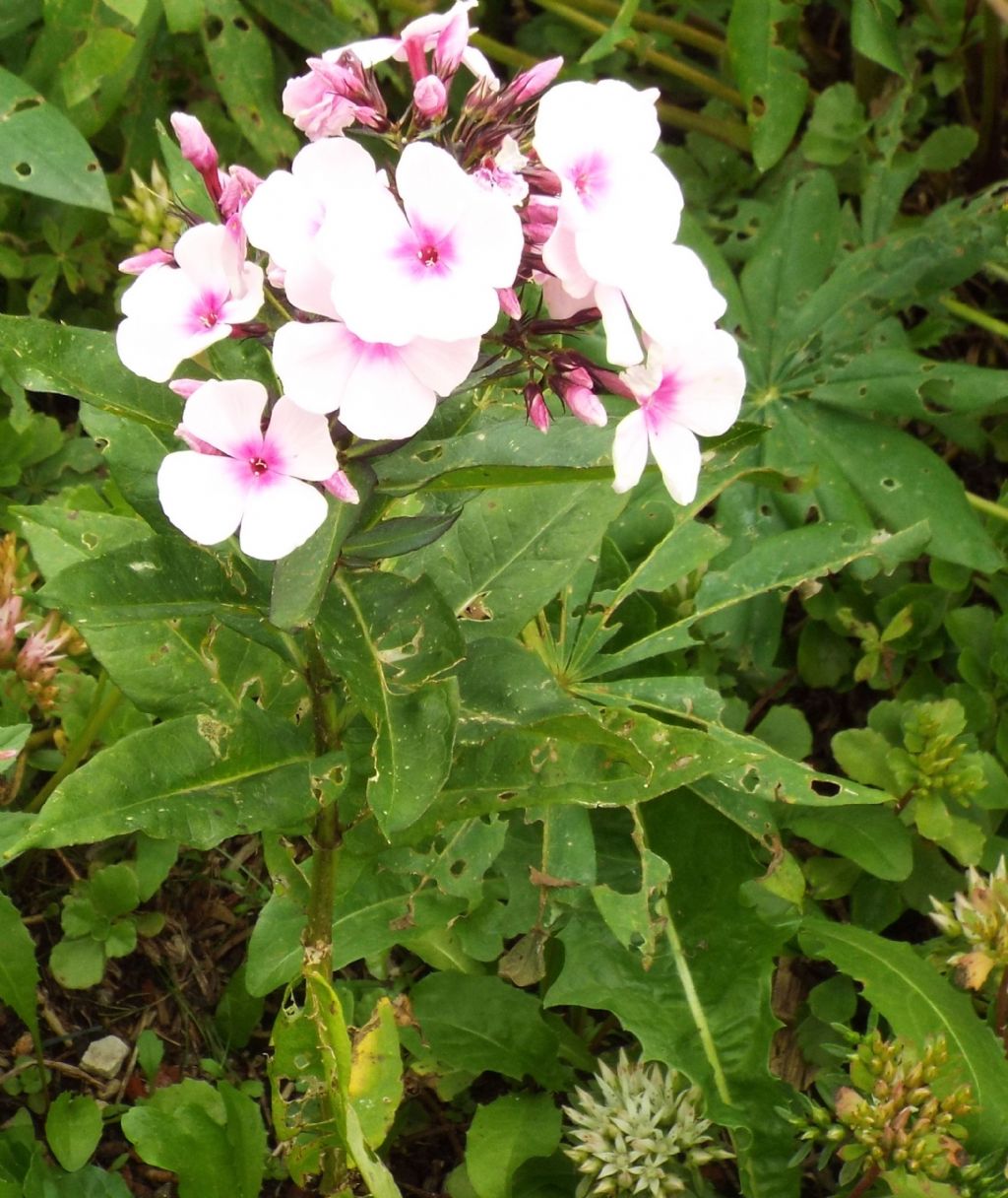 Phlox paniculata (Solanales - Polemoniaceae)