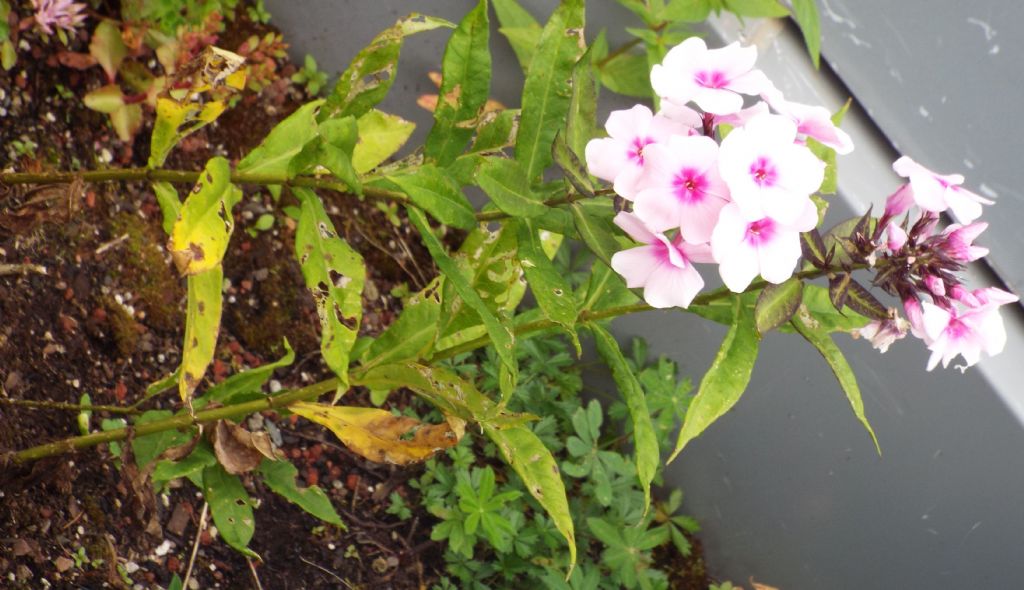 Phlox paniculata (Solanales - Polemoniaceae)