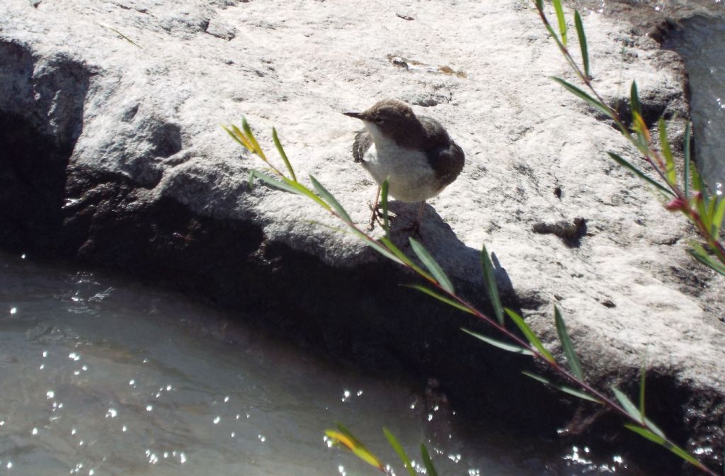 Merlo acquaiolo, giovane (Cinclus cinclus)