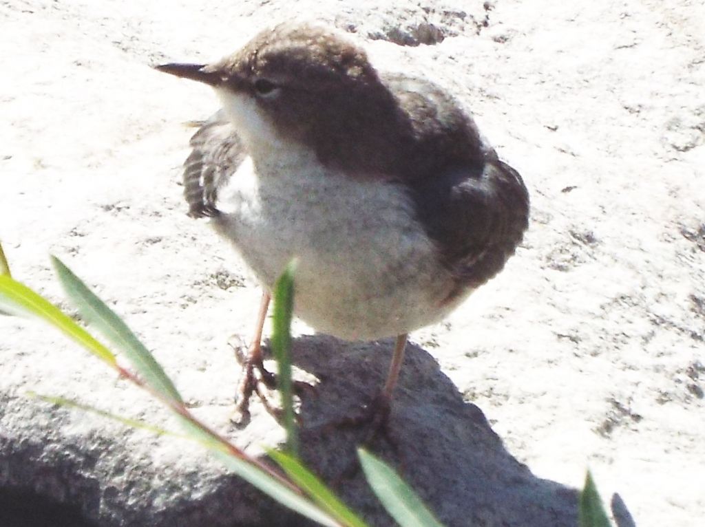 Merlo acquaiolo, giovane (Cinclus cinclus)