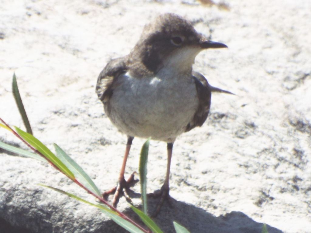 Merlo acquaiolo, giovane (Cinclus cinclus)