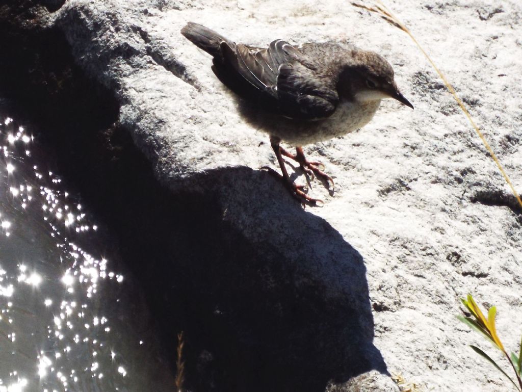 Merlo acquaiolo, giovane (Cinclus cinclus)