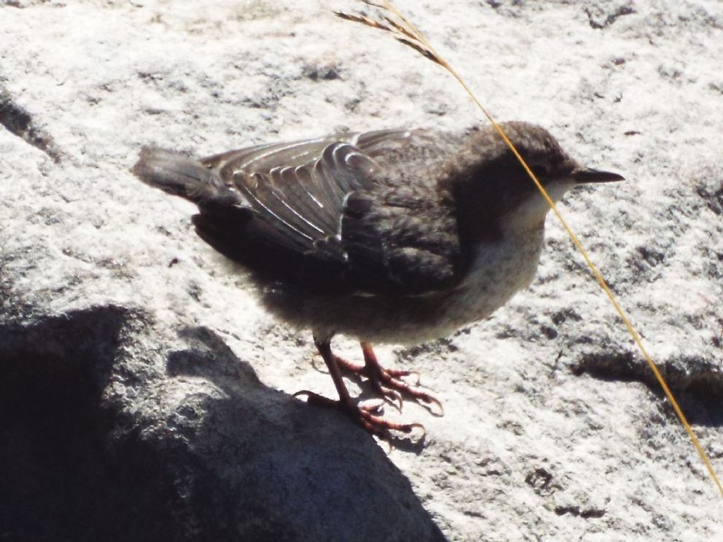 Merlo acquaiolo, giovane (Cinclus cinclus)