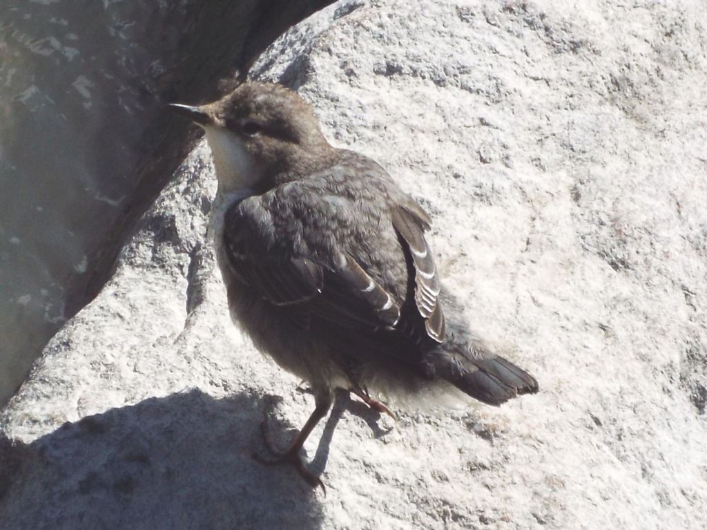 Merlo acquaiolo, giovane (Cinclus cinclus)