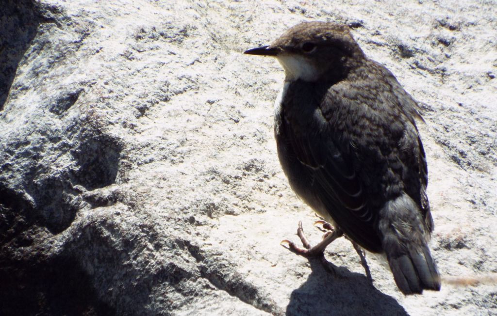 Merlo acquaiolo, giovane (Cinclus cinclus)