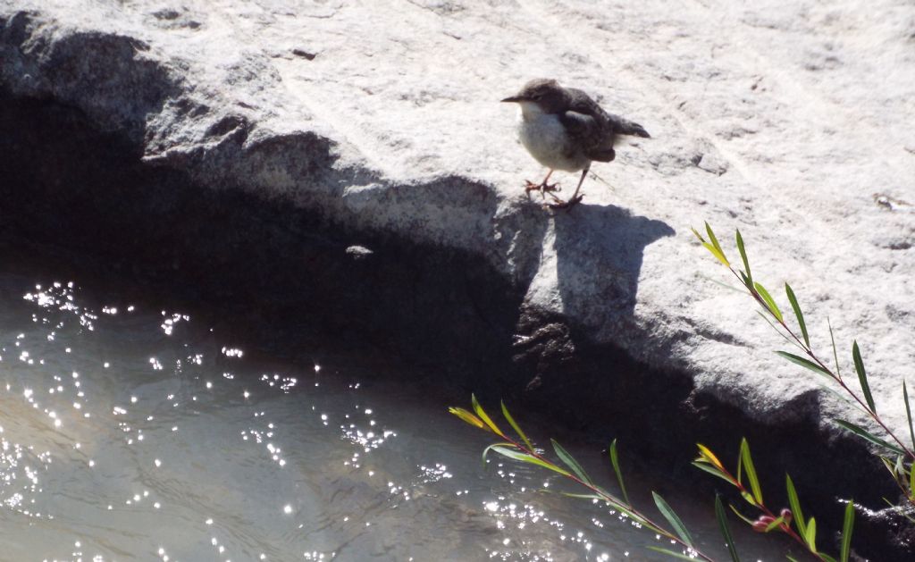 Merlo acquaiolo, giovane (Cinclus cinclus)