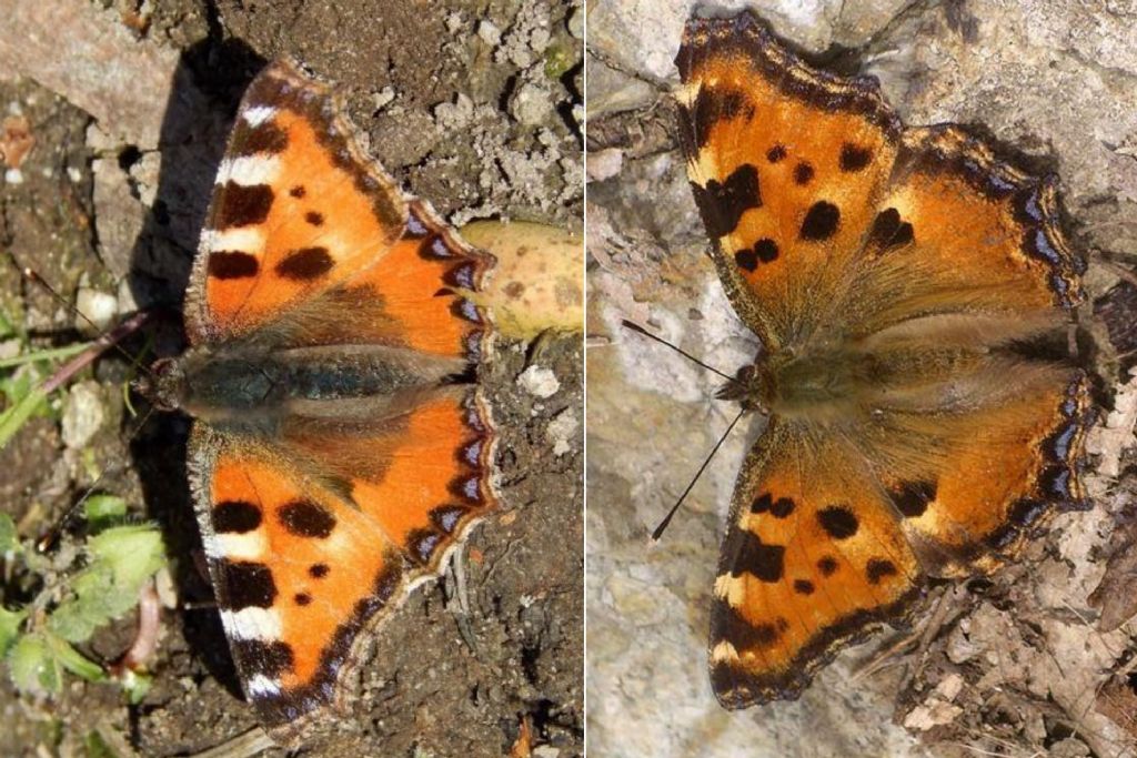 Nymphalidae:  Aglais urticae?   No, Nymphalis polychloros