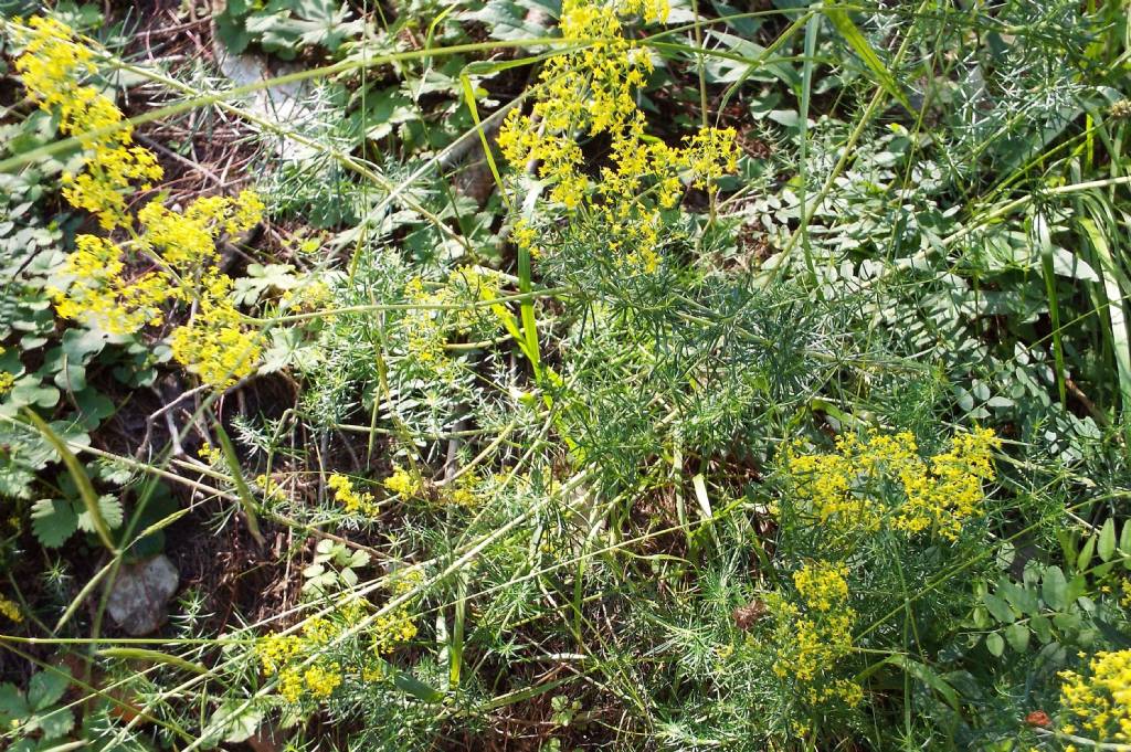 Galium verum (Rubiaceae)