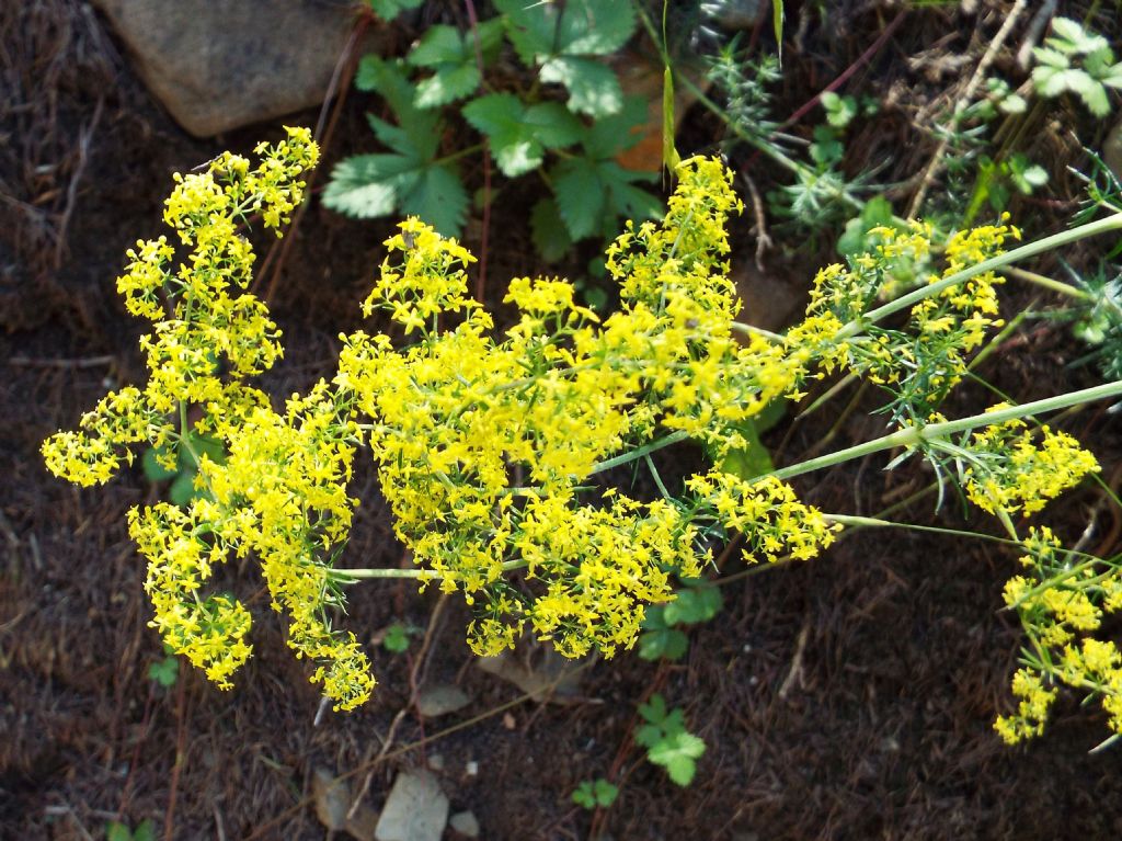 Galium verum (Rubiaceae)