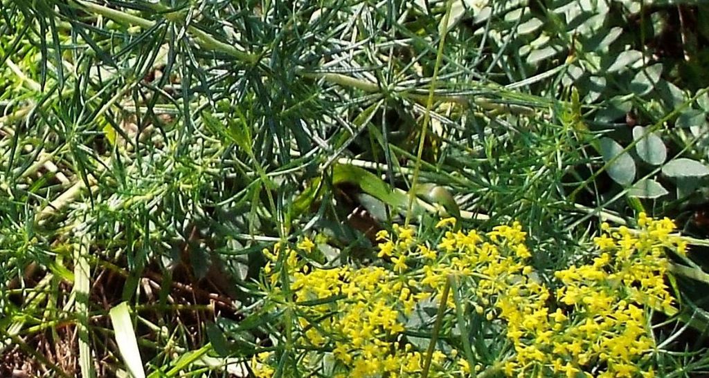 Galium verum (Rubiaceae)