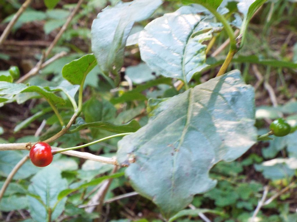 Lonicera alpigena (Caprifoliaceae), bacche