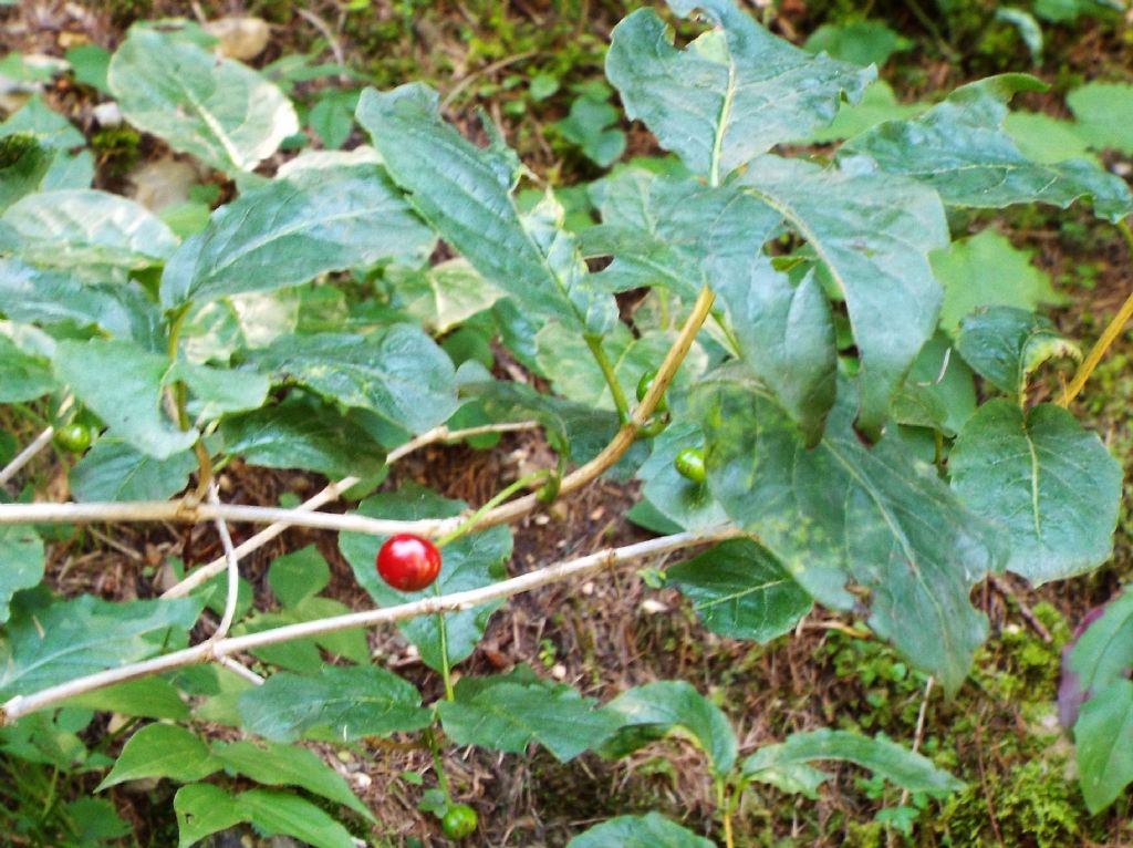 Lonicera alpigena (Caprifoliaceae), bacche