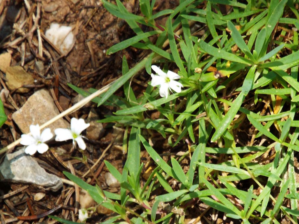 Fiorellini bianchi:   Silene rupestris (Caryophyllaceae)