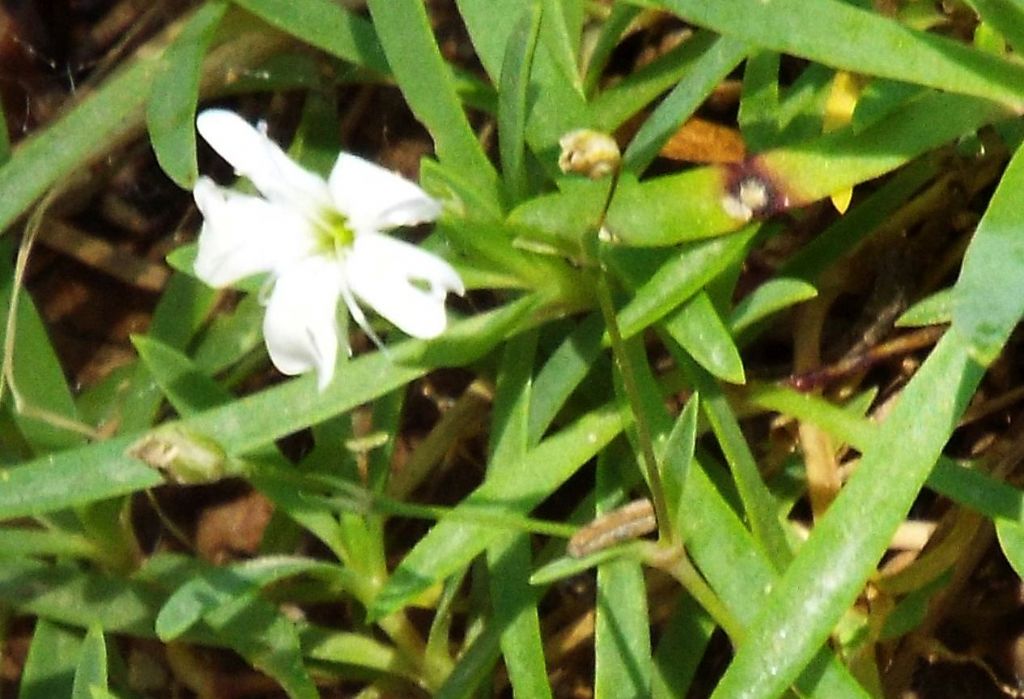 Fiorellini bianchi:   Silene rupestris (Caryophyllaceae)