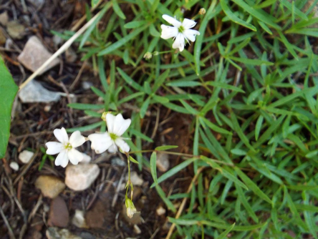 Fiorellini bianchi:   Silene rupestris (Caryophyllaceae)