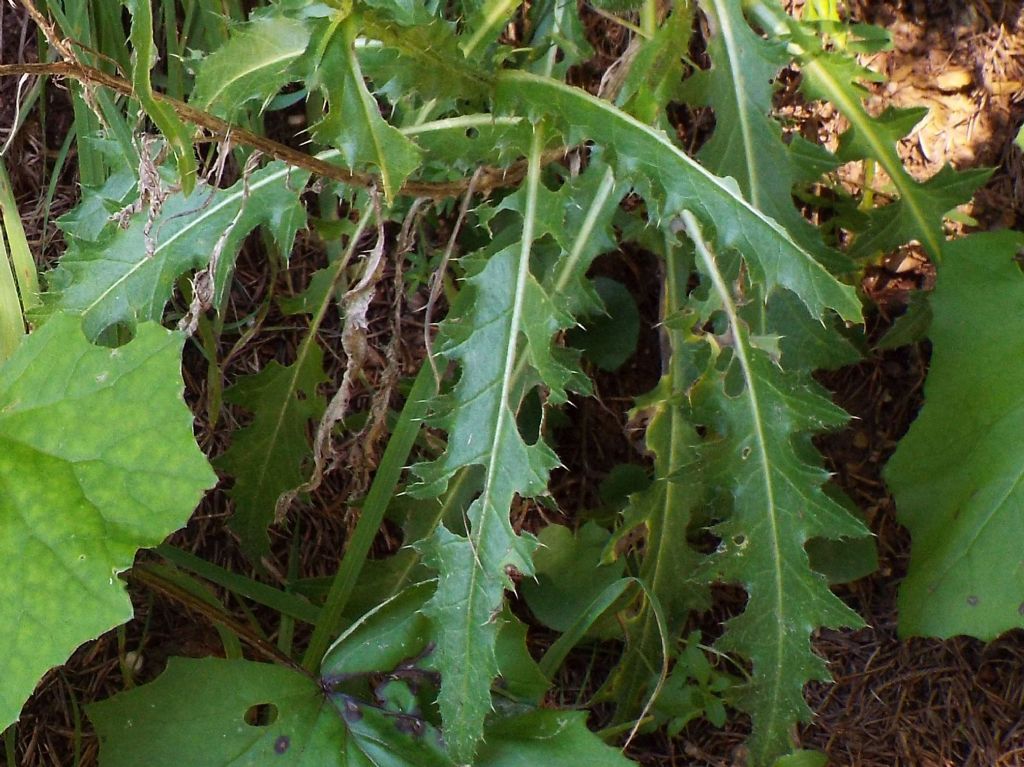 Carduus defloratus / Cardo dentellato