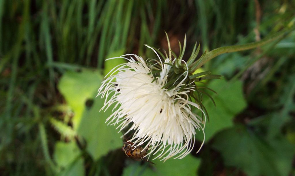 Carduus defloratus / Cardo dentellato