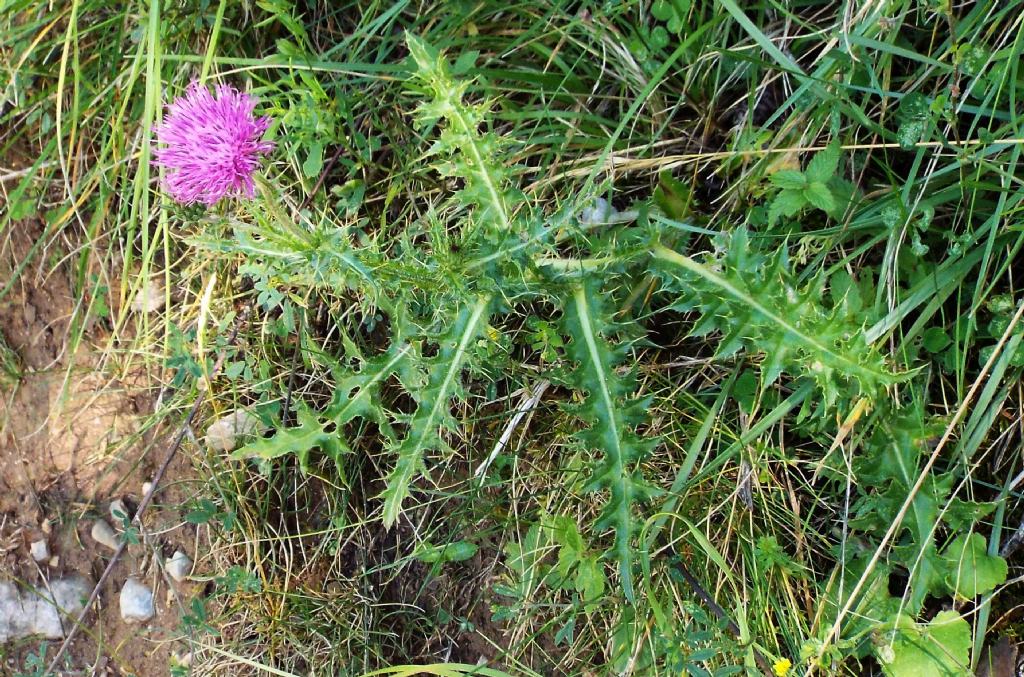 Carduus defloratus subsp. tridentinus