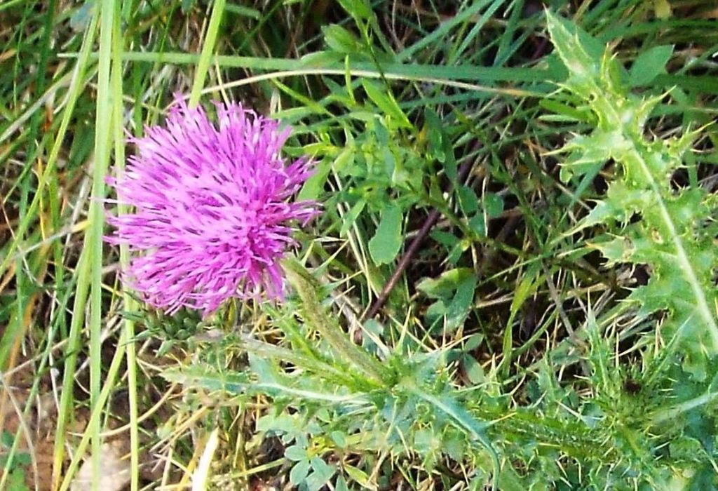 Carduus defloratus subsp. tridentinus