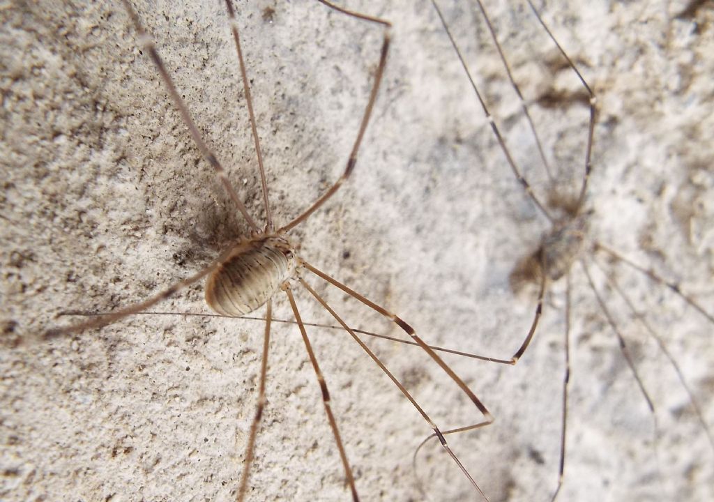 Gruppo di Leiobunum limbatum