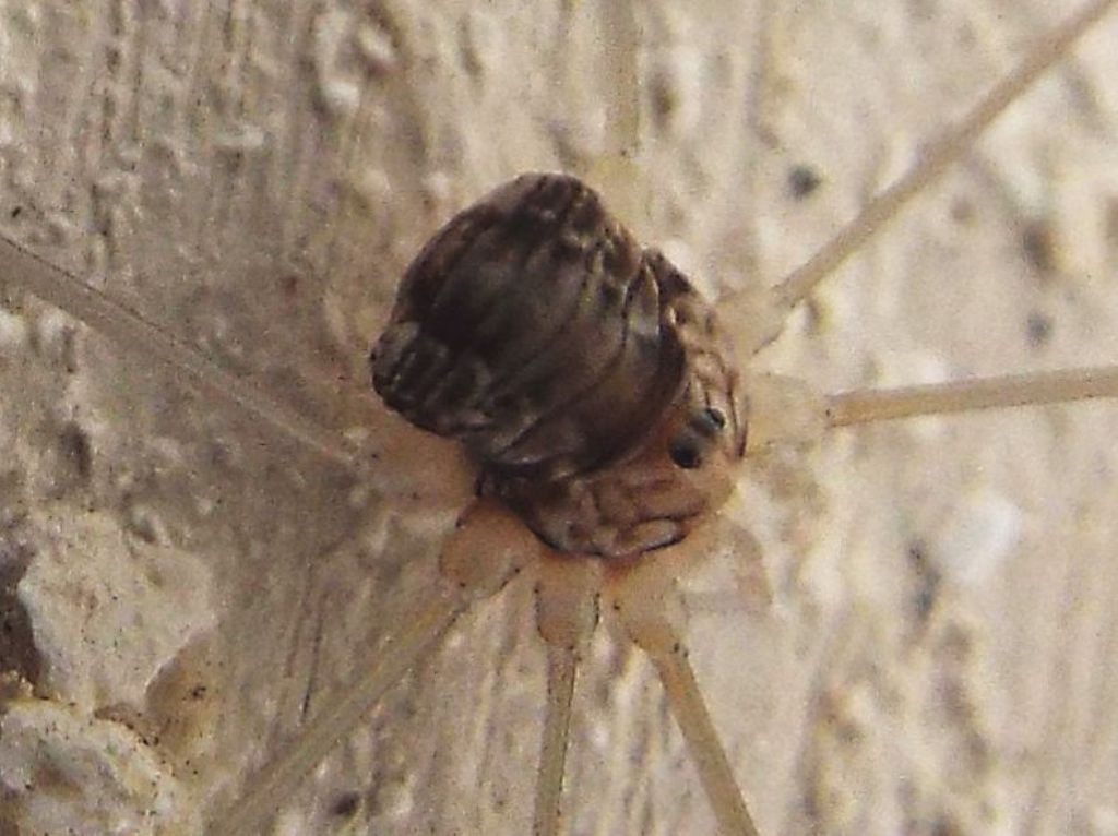 Leiobunum limbatum