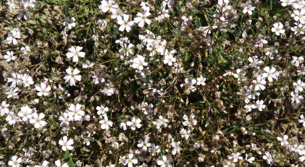 Silene rupestris ?   No,  Gypsophila repens (Caryophillaceae)