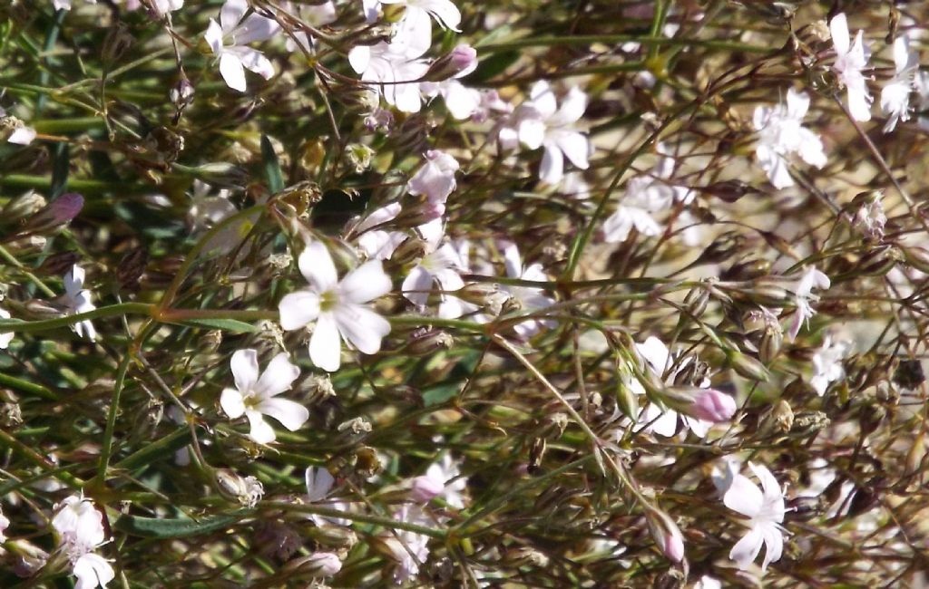 Silene rupestris ?   No,  Gypsophila repens (Caryophillaceae)