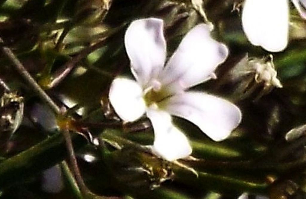 Silene rupestris ?   No,  Gypsophila repens (Caryophillaceae)