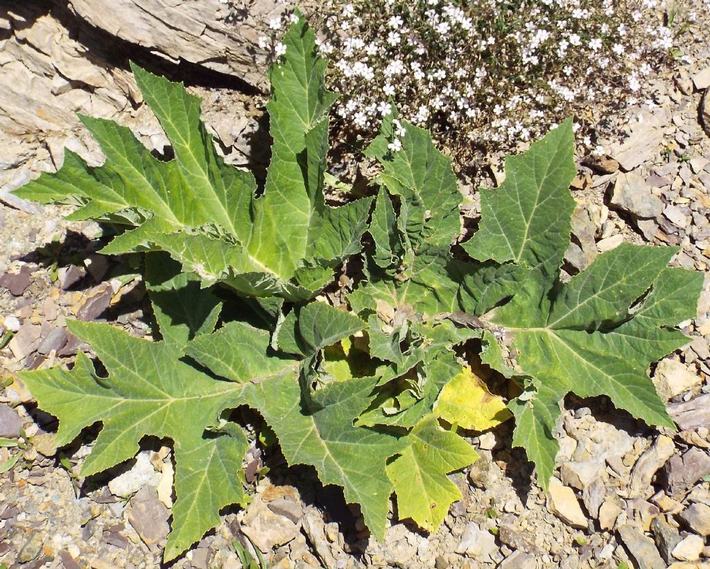 getto basale di Apiaceae:  cfr. Heracleum sphondylium