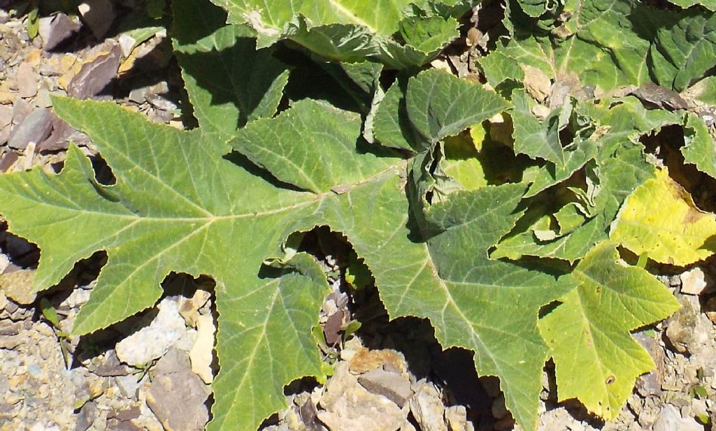 getto basale di Apiaceae:  cfr. Heracleum sphondylium