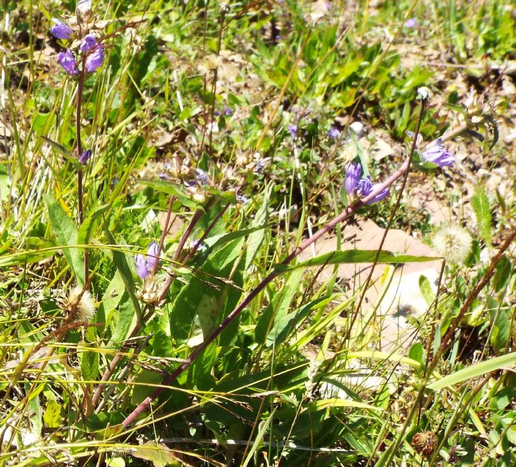 Campanula o Genziana?  Campanula cfr. spicata (e C. glomerata)