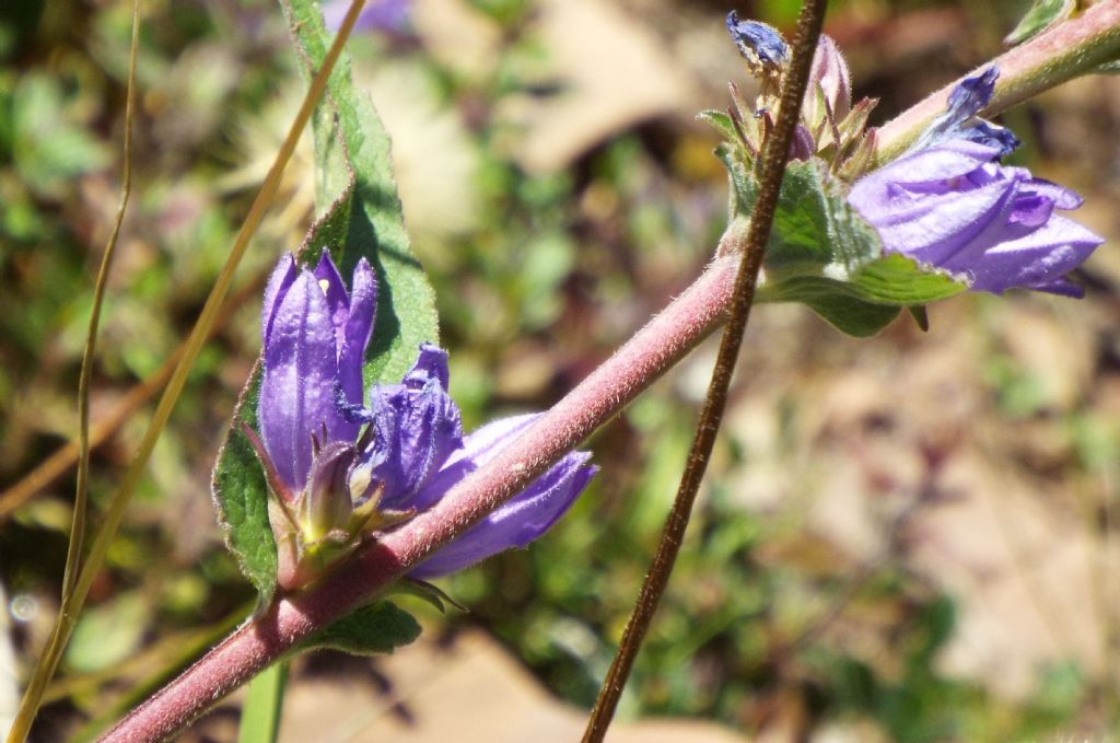 Campanula o Genziana?  Campanula cfr. spicata (e C. glomerata)