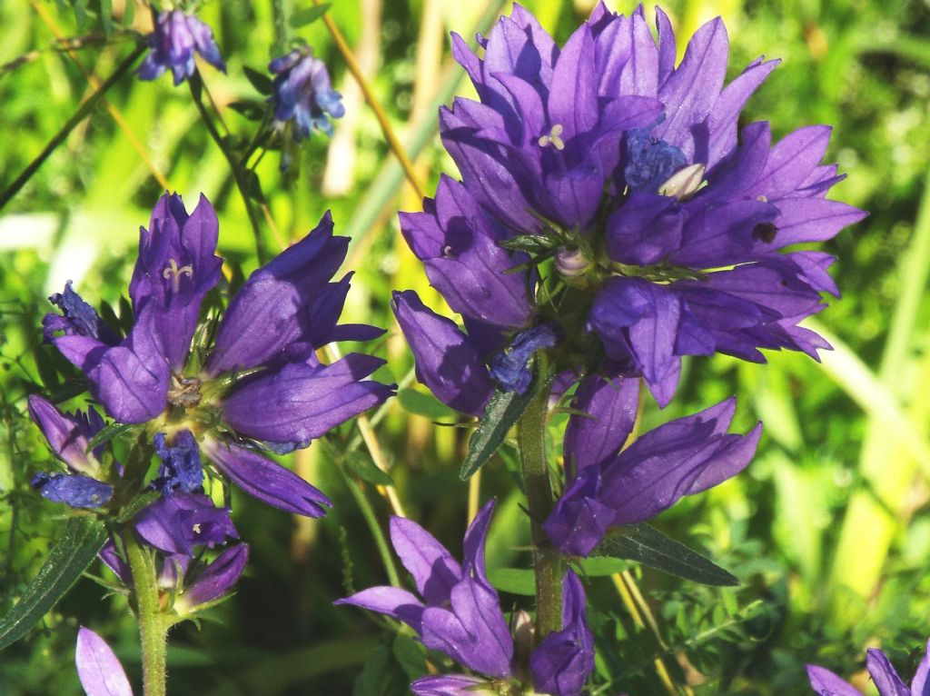 Campanula o Genziana?  Campanula cfr. spicata (e C. glomerata)