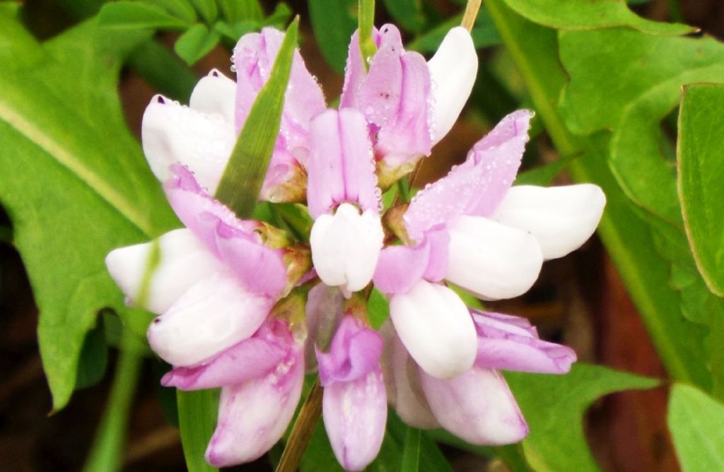 Securigera varia (Fabaceae)