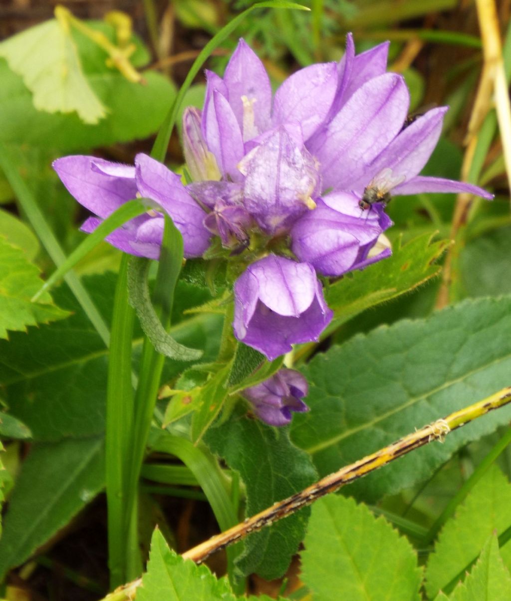 Campanula o Genziana?  Campanula cfr. spicata (e C. glomerata)