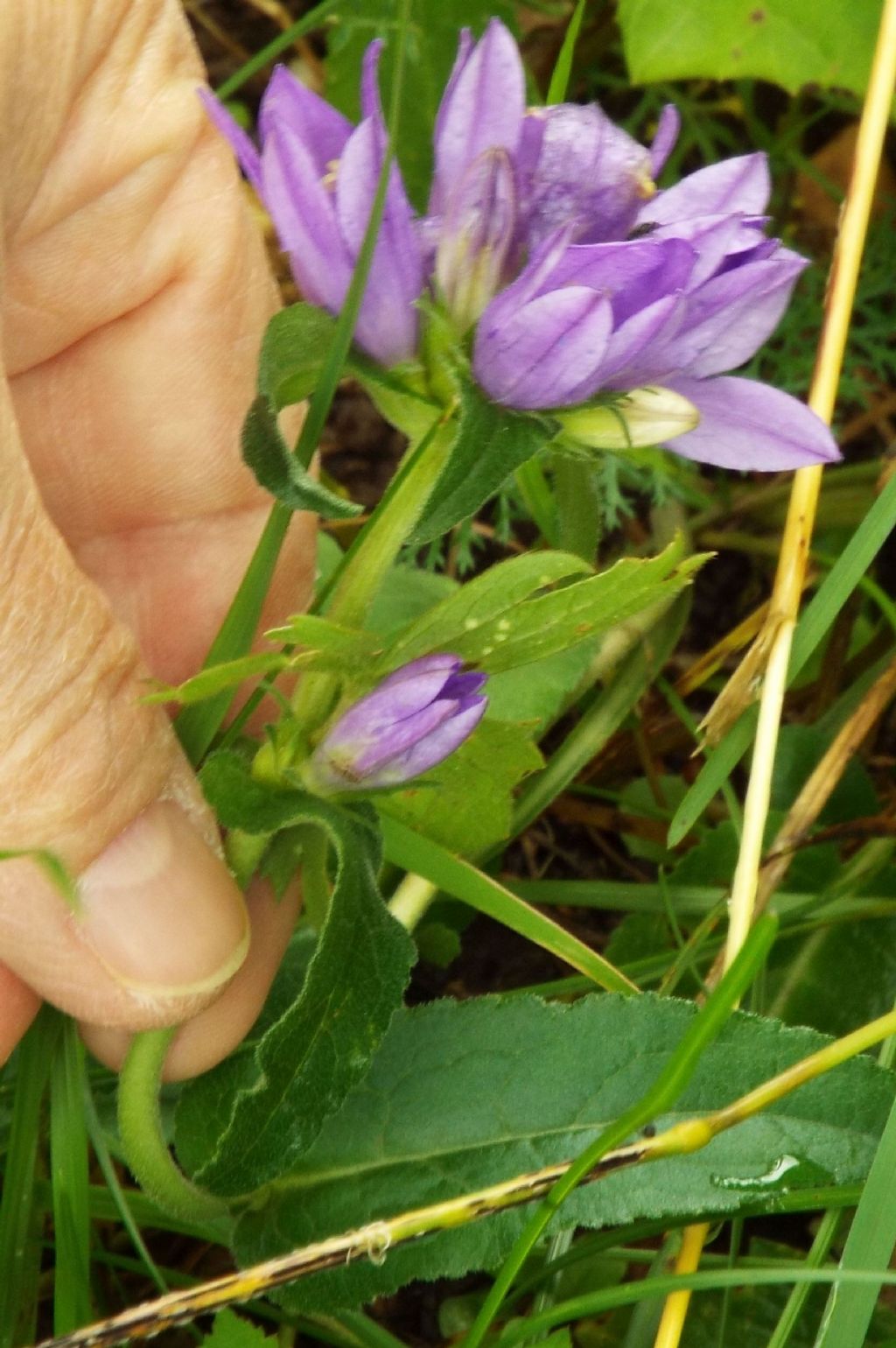 Campanula o Genziana?  Campanula cfr. spicata (e C. glomerata)