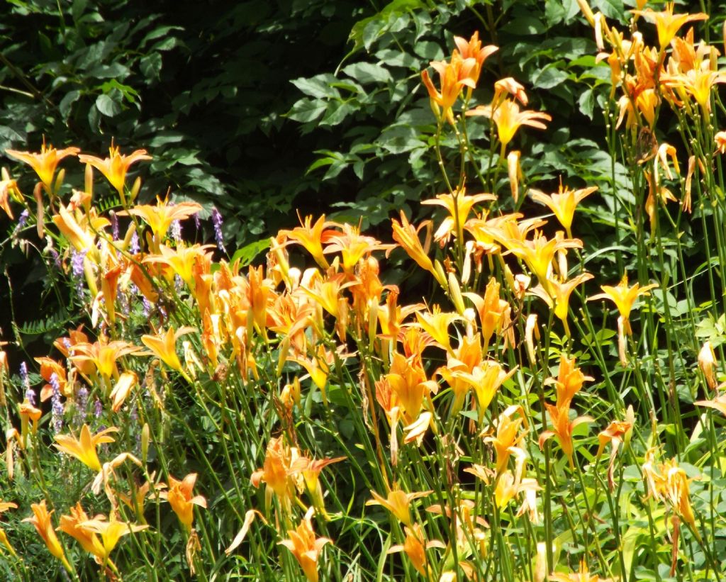 Hemerocallis fulva (Asphodelaceae)