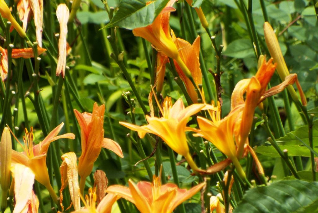 Hemerocallis fulva (Asphodelaceae)