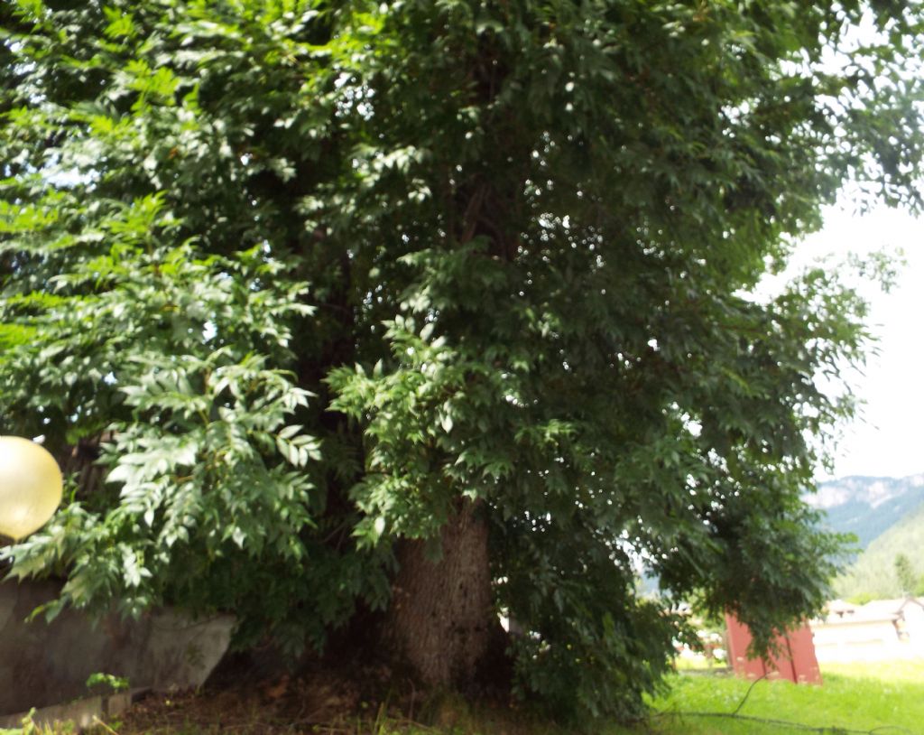 Albero da identificare:   Fraxinus excelsior