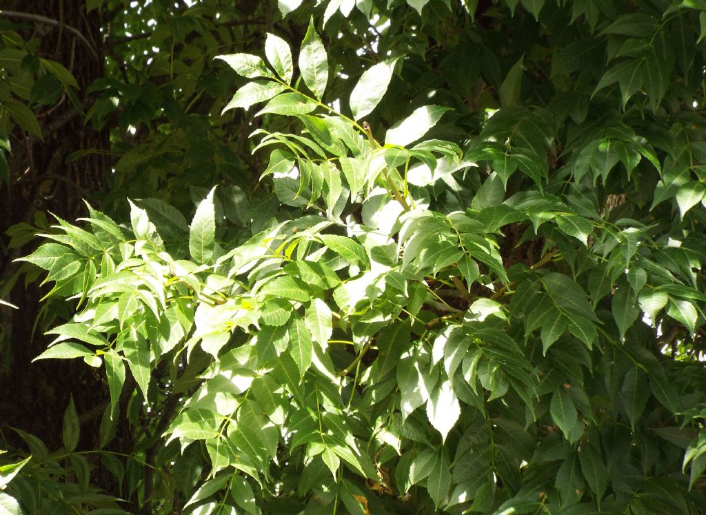 Albero da identificare:   Fraxinus excelsior