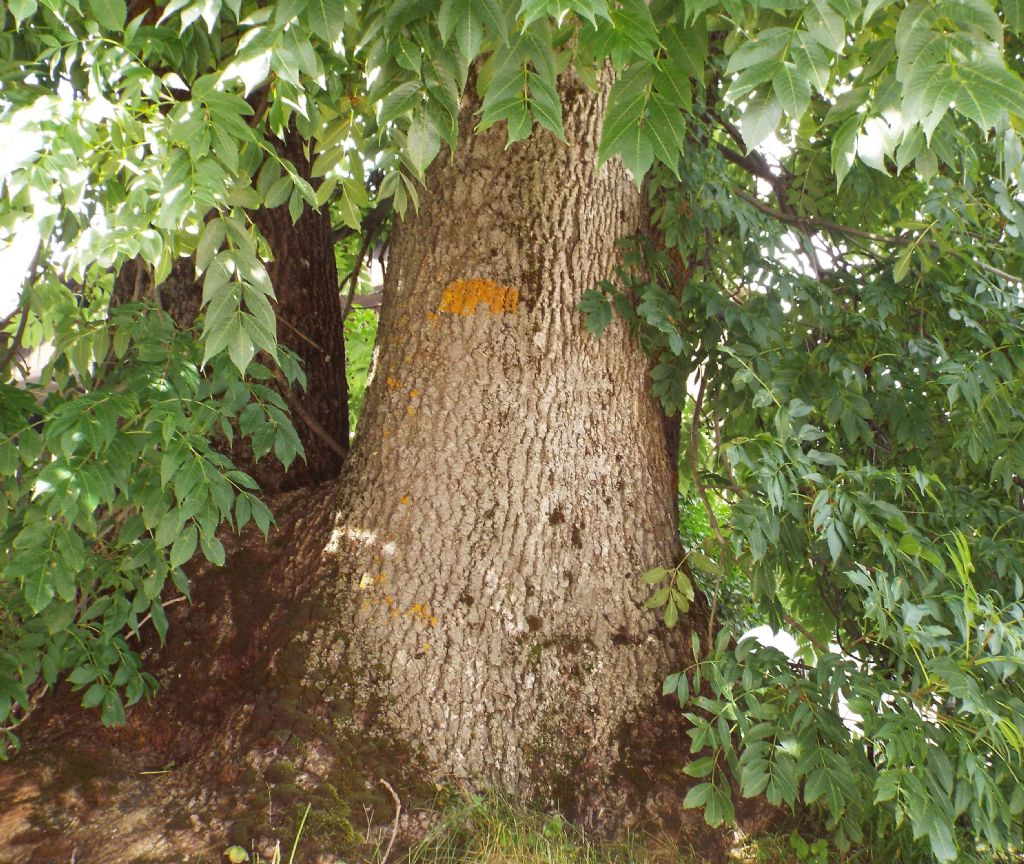 Albero da identificare:   Fraxinus excelsior