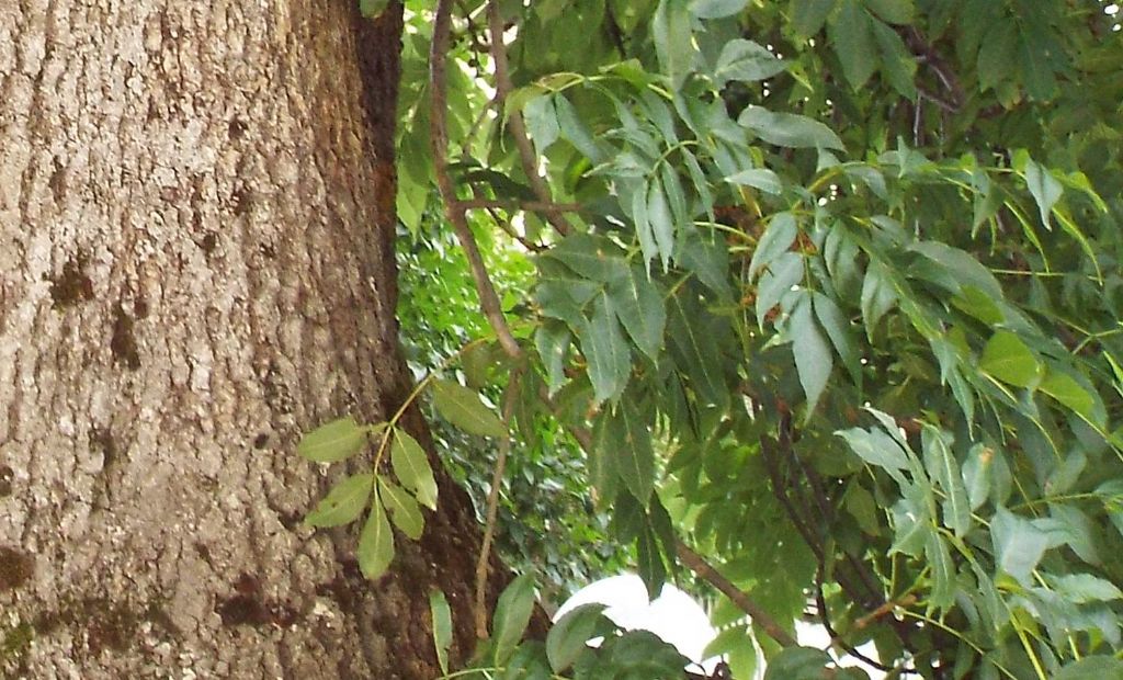 Albero da identificare:   Fraxinus excelsior