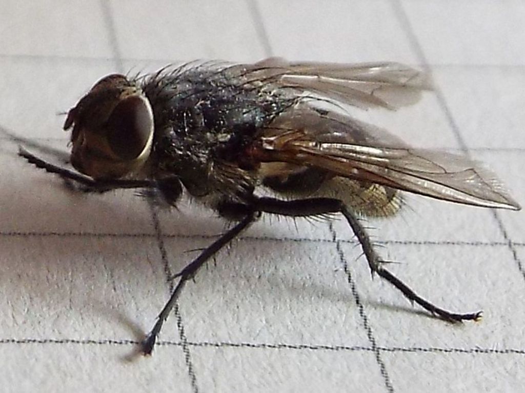 Pollenia sp., femmina (Calliphoridae) ?? Si