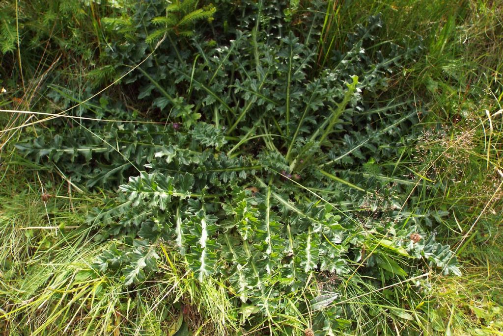 E'' un cardo?  No, Cirsium acaule